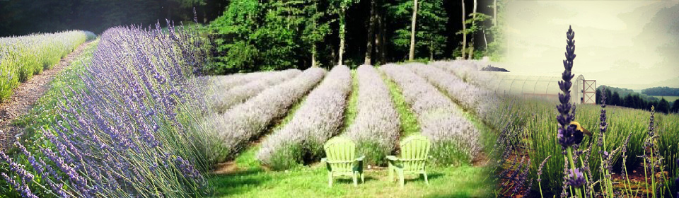 hope-hill-lavender