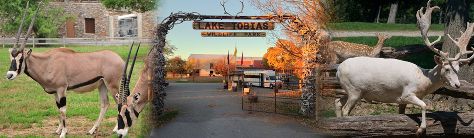 lake-tobias