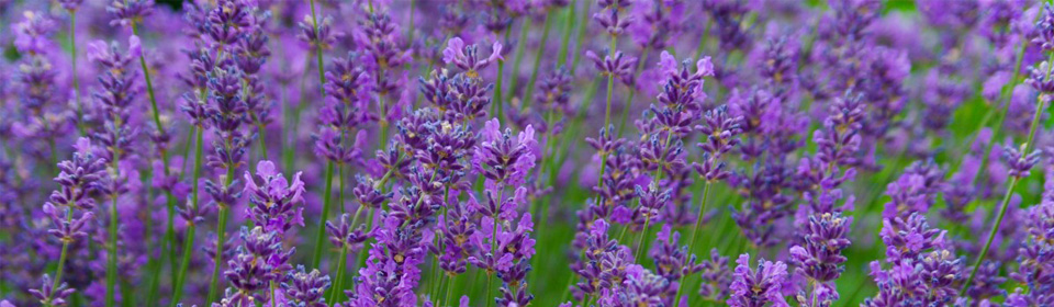 lavender-festival